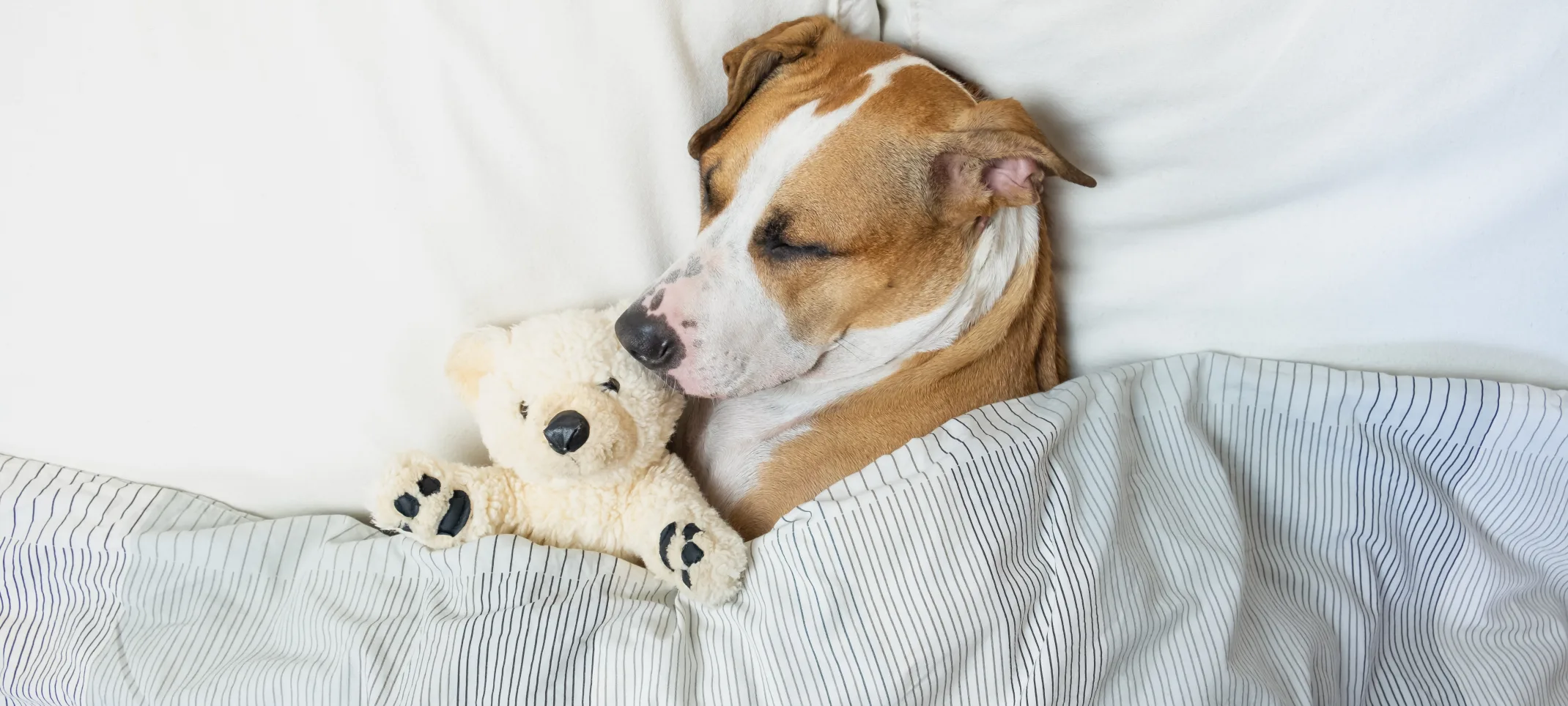 Dog in bed with stuffed animal